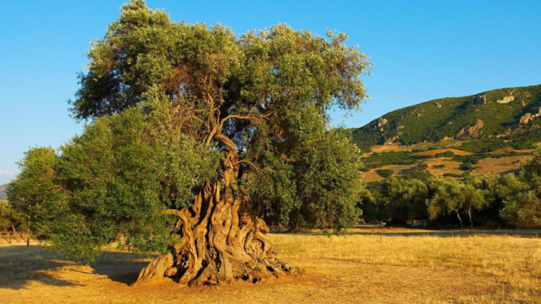 Università della Tuscia: l’olivo in Sicilia già nel II millennio a.C.