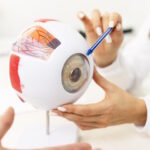 Modello anatomico di un occhio
