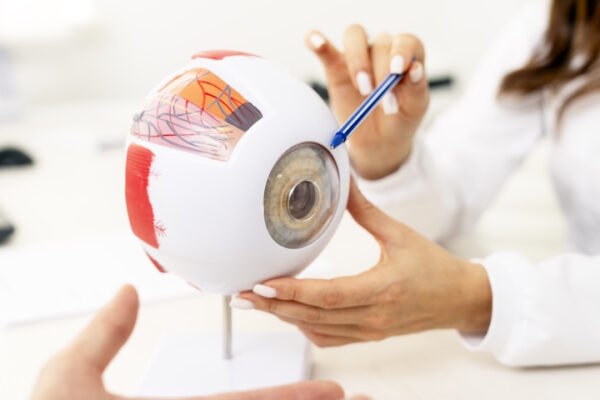 Modello anatomico di un occhio