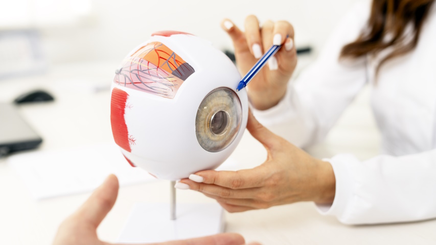 Modello anatomico di un occhio