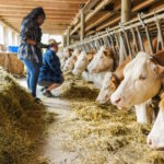 Fattoria di allevamento di bovini