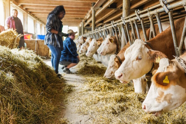Fattoria di allevamento di bovini