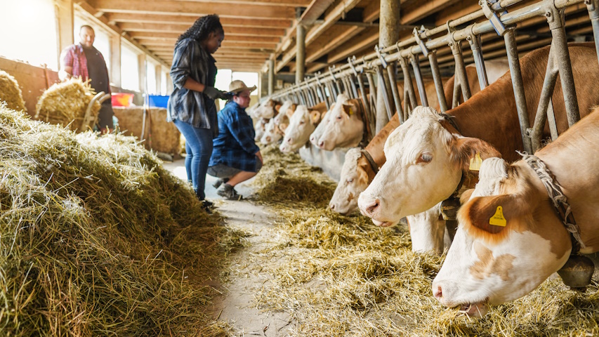 Fattoria di allevamento di bovini