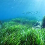 Prateria di posidonia oceanica