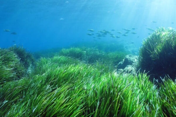 Posidonia oceanica, la pianta marina che ricorda gli eventi di stress Prateria di posidonia oceanica