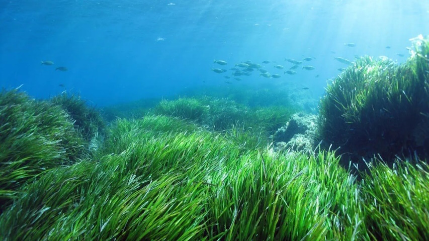 Prateria di posidonia oceanica
