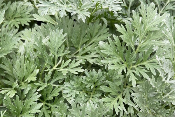 All’Orto Botanico di Torino nasce il Percorso del Vermouth Una pianta di assenzio