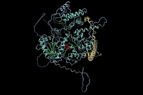 Scoperta della funzione di DDX11: studio congiunto tra Cnr-Ibbc e Università Federico II Struttura della proteina DDX11