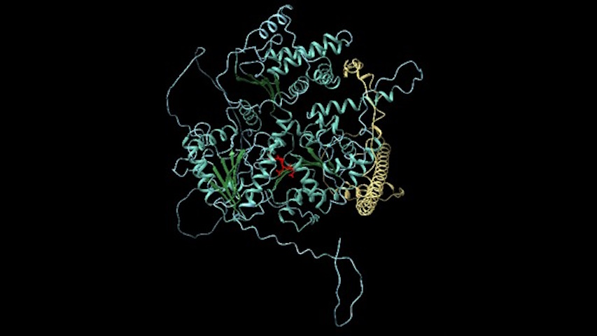 Struttura della proteina DDX11