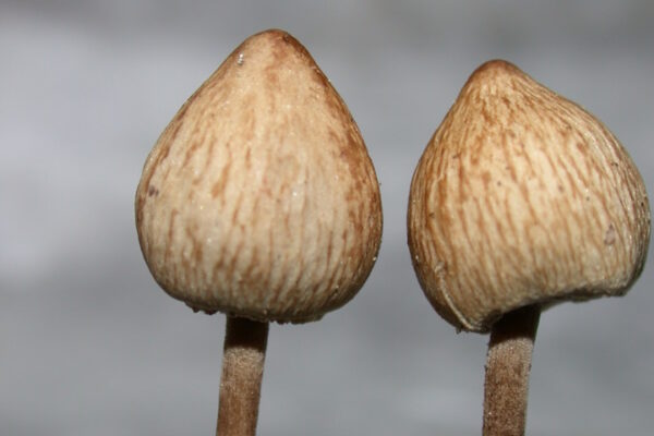 Panaeolus, fungo allucinogeno da cui si estrae la psilocibina