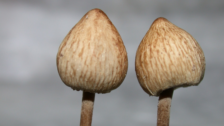 Panaeolus, fungo allucinogeno da cui si estrae la psilocibina
