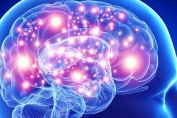Lo stallo nella sintesi proteica compromette il cervello invecchiato cervello invecchiato