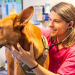 Giovane veterinaria visita un cane