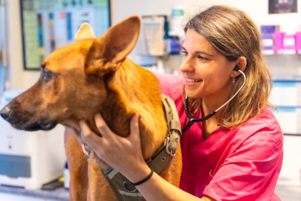 Giovane veterinaria visita un cane