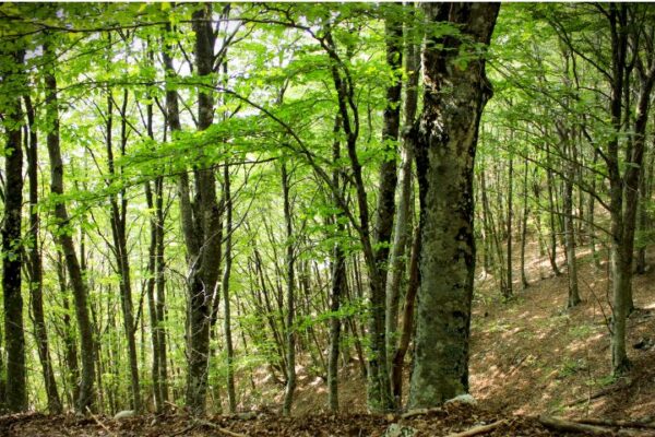 Interventi selvicolturali per foreste più resilienti foreste