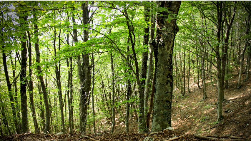 foreste