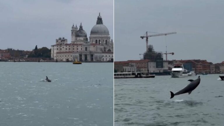 Venezia, tutti pazzi per il delfino Mimmo
